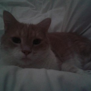 Media 'This is my oldest boy Biggles aka Mr Bigglesworth who is 8.' in album 'Random insight into my world'